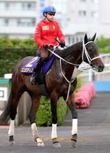 【函館記念・土曜気配】エコロディノスは重賞初制覇へ上昇ムード　重賞初Ｖへ陣営「大きな動きができています」