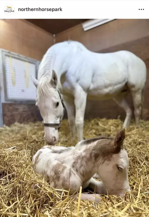 「推し馬確定」「茶髪のイケメン」珍しいブチ模様の子馬誕生にＳＮＳ感激　母は白毛馬のハウナニ