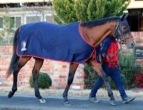 【注目馬動向】フェブラリーＳ出走のコスタノヴァがゴドルフィン・マイルの招待を受諾　レース後の様子で出走を判断