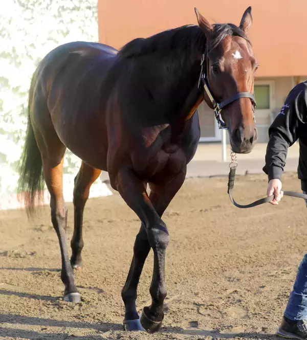 １７年の日本ダービー馬レイデオロの母ラドラーダが今年１月に死んでいた　先週のエプソムＣで孫のトロヴァトーレがＶ
