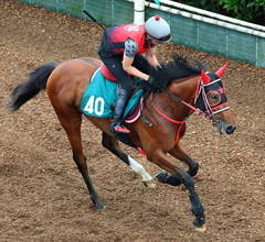 【今週のトク注新馬】“旬”のエフフォーリア産駒インカルナータが好仕上がり　西園調教師「楽しみです」