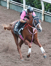 【レパードＳ・１週前】ダート転向後２戦圧勝のショウナンバンライは余力十分　松下調教師「競馬が上手です」
