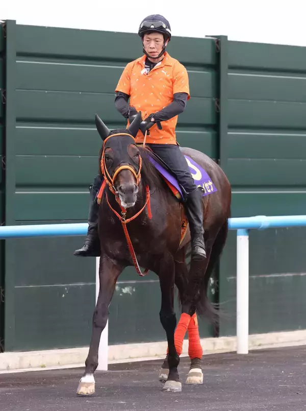 【函館記念】武豊騎手とコンビのケイアイセナは７歳でもいまがピーク！　陣営は「行った方がいいと思います」と逃げ宣言