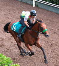 【ＰＯＧ】皐月賞馬ジャスティンミラノの半弟ジャンゴッドが５日小倉で初陣　陣営「新馬としては仕上がっている」