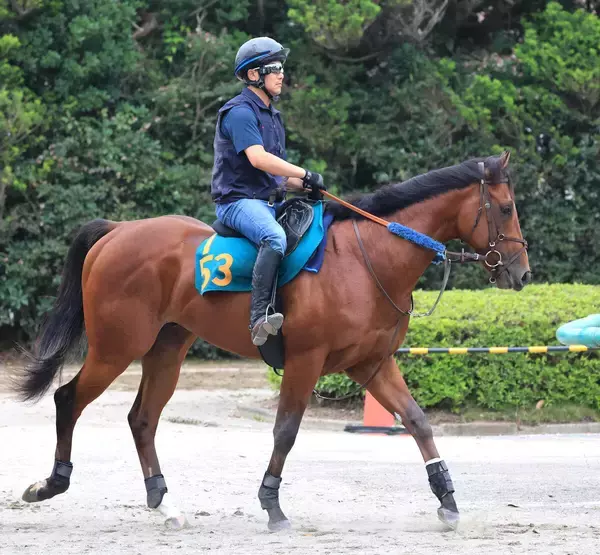 【ＰＯＧ】４日福島６Ｒでデビュー　良血クロダテが状態の良さアピール　田中博調教師「能力は高いのかな」母はＪｐｎ１制覇