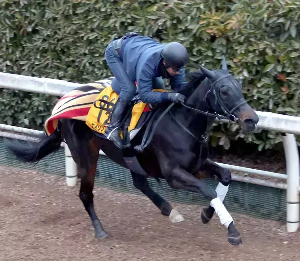 【シルクロードＳ】連覇へ上々の伸び！「理想通りのいい調教」吉村調教師も納得　エイシンフェンサーは坂路で１１秒９　