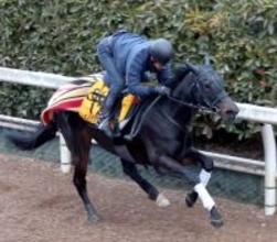 【シルクロードＳ】連覇へ上々の伸び！「理想通りのいい調教」吉村調教師も納得　エイシンフェンサーは坂路で１１秒９　