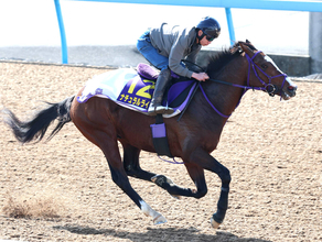 【フェブラリーＳ】ナチュラルライズはメンコを外して最終調整　横山武史騎手「多少なりとも反応はマシに」