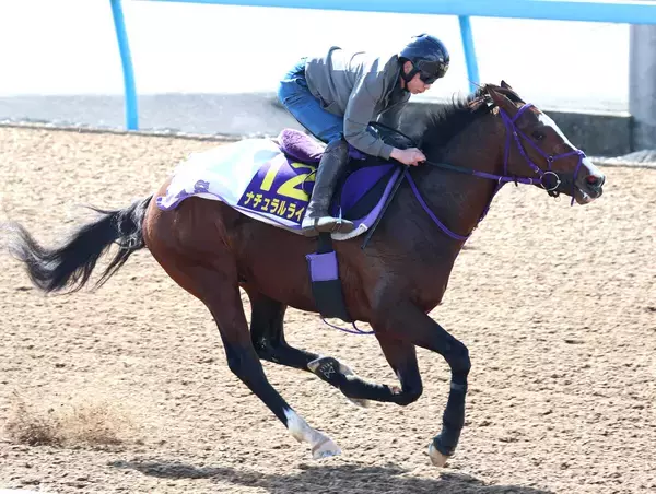 【フェブラリーＳ】ナチュラルライズはメンコを外して最終調整　横山武史騎手「多少なりとも反応はマシに」