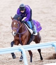 ディマイザキッドは菅原明良騎手と新コンビで金鯱賞へ　美浦・清水英克厩舎勢の次走予定