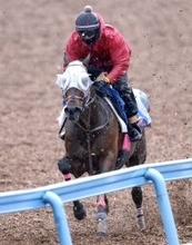 【注目馬動向】２５年毎日杯勝ち馬のファンダムは京王杯スプリングＣが次走の本線