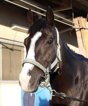 【クイーンエリザベス２世Ｃ】不安吹き飛ばす動き！ルメール騎手と海外初遠征のマスカレードボールが帰厩後初時計