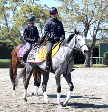 土曜阪神競馬場の注目激走馬…阪神１１Ｒ阪神牝馬ステークス・Ｇ２
