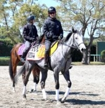 土曜阪神競馬場の注目激走馬…阪神１１Ｒ阪神牝馬ステークス・Ｇ２