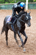 【Ｇ１・１週前まとめ】クロワデュノールが春古馬３冠の偉業へ順調　斉藤崇調教師「息づかいとか大丈夫」　宝塚記念