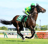 「【注目馬動向】中京記念３着のサトノシャイニングは毎日王冠を予定　小倉記念２着のジョバンニはチャレンジＣへ」の画像1