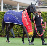 「【注目馬動向】カペラＳ圧勝のテーオーエルビスはサウジアラビアかドバイのどちらか一戦に参戦へ」の画像1