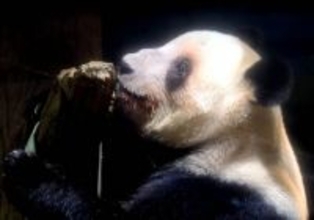 シャオシャオが電気柵をぶち破る「事件」…初めての大きい運動場で元気に遊びすぎて