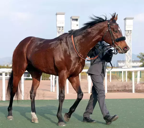 【注目馬動向】１２番人気で睦月Ｓを逃げ切ったレイベリングは阪急杯へ
