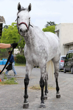 【ＰＯＧ】今週の友道厩舎は新馬も短距離　夏の電撃女王が母のサトノフレイが東京デビュー　友道調教師「水準以上」