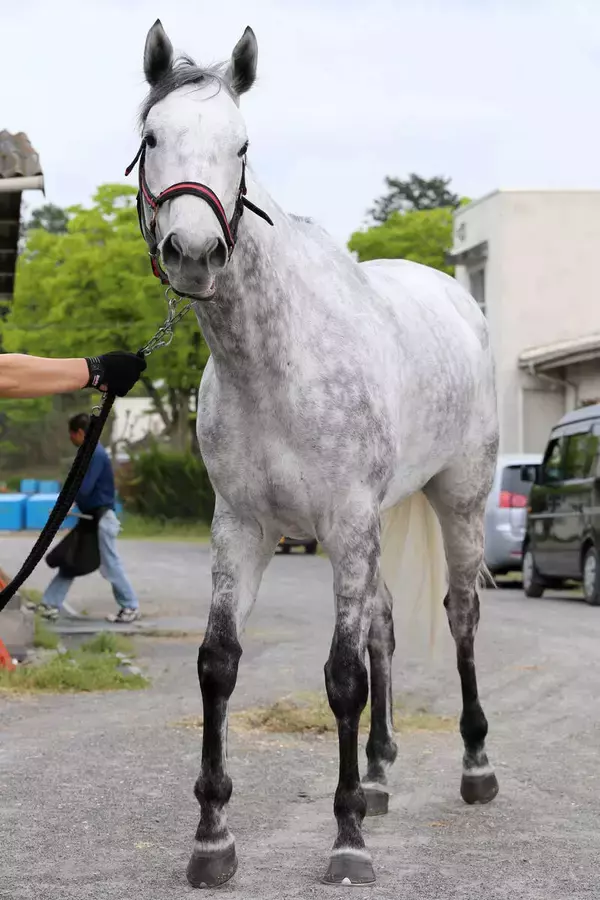 【ＰＯＧ】今週の友道厩舎は新馬も短距離　夏の電撃女王が母のサトノフレイが東京デビュー　友道調教師「水準以上」