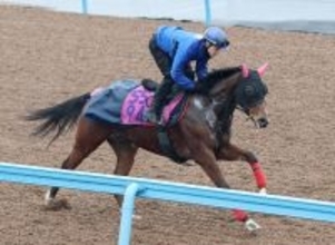 【クイーンＣ】課題のテンションを考慮してミツカネベネラはソフト仕上げ　津村明秀騎手「問題なくいい動き」