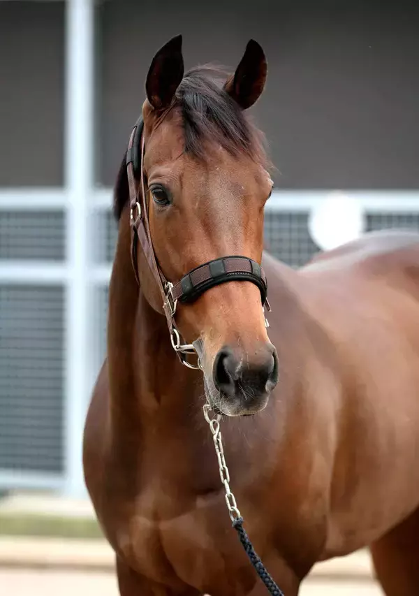 【注目馬動向】東風Ｓ２着のジョイフルニュースは大野騎手と６戦ぶりの再コンビで福島牝馬Ｓへ