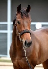 【注目馬動向】東風Ｓ２着のジョイフルニュースは大野騎手と６戦ぶりの再コンビで福島牝馬Ｓへ