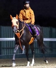 無事に香港へ！　出発便欠航のトラブルに見舞われた栗東所属の香港遠征馬３頭は１８日に出国