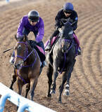 「【フローラＳ】荻野極騎手「確実に上向いているが…」　デビュー戦を圧勝のラベルセーヌは精神面がカギ」の画像1