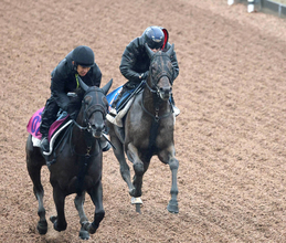 【オールカマー】「流れはある」雨は大歓迎！コスモキュランダは併走遅れも加藤士調教師「調子はいいと思います」