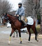「【報知杯弥生賞・三戸の特注馬】三浦騎手も高評価のタイダルロックが皐月賞への切符をつかむ」の画像1