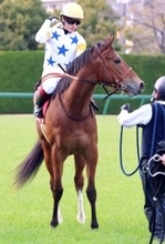 【報知杯ＦＲ】コラルリーフは直線行き場なくし１０着「直線はちょっと進路をカットされて...」鮫島克駿騎手悔やむ