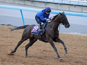 【安田記念】サクラトゥジュールは９歳馬とは思えない行きっぷり　堀調教師「折り合えるかどうか、そこに尽きる」