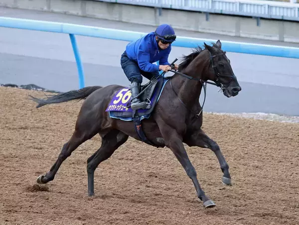 【安田記念】サクラトゥジュールは９歳馬とは思えない行きっぷり　堀調教師「折り合えるかどうか、そこに尽きる」