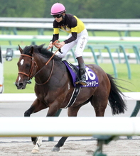 【注目馬動向】安田記念５着パンジャタワーはキーンランドＣからスプリンターズＳへ　橋口調教師「ベストはスプリント」