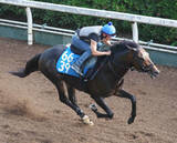 「【東海Ｓ】陣営「今後のためにも勝ちたいレース」　安定感抜群インユアパレスが重賞初制覇へ」の画像1