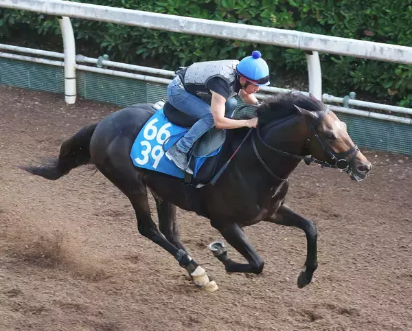 【東海Ｓ】陣営「今後のためにも勝ちたいレース」　安定感抜群インユアパレスが重賞初制覇へ