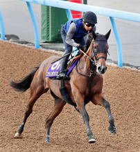 【新潟記念】２４年桜花賞馬ステレンボッシュは完全復活に向けて虎視たんたん　宮田調教師「上がってきてくれれば」