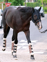 【チャレンジＣ】古馬との戦いを選んだ３歳馬マテンロウゲイル　野中調教師「阪神の２０００メートルで強い競馬をしている」