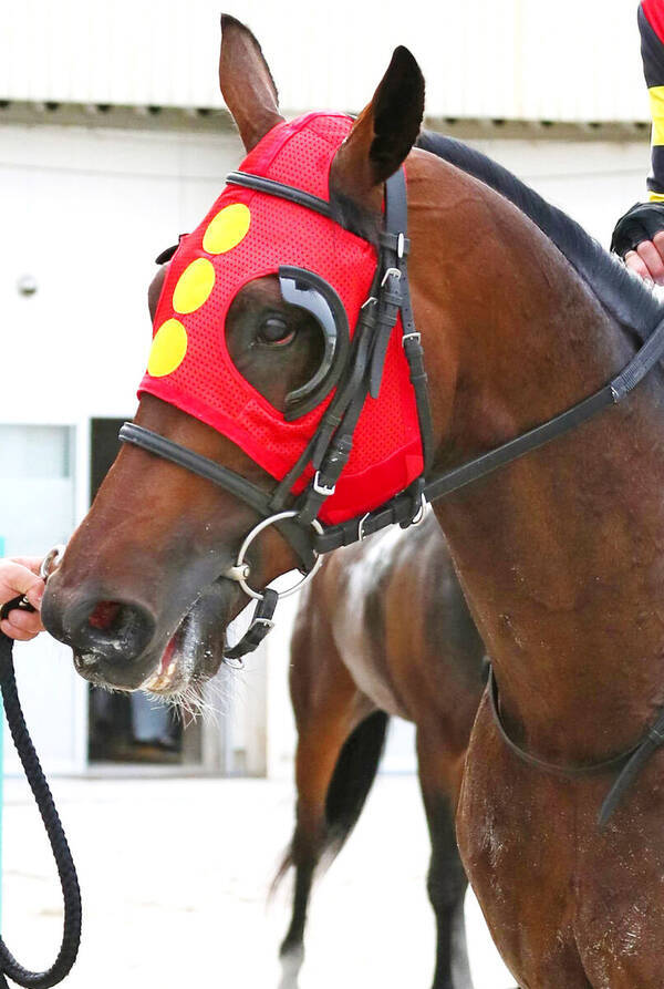 シリウスステークス展望 兵庫ｃｓ ジャパンダートダービー連続２着中のゴッドセレクションが中心 21年9月27日 エキサイトニュース