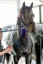 【中山大障害】充実一途のネビーイーム　昨年３着から今年は勝利へ　陣営「絶好調ですよ」