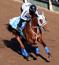 【東京新聞杯】マイルＣＳ激走のウォーターリヒトが連覇へ軽快　石橋調教師「しっかりと動ける状態です」