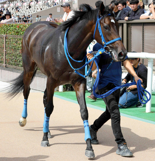 【きさらぎ賞】関東馬が栗東滞在で上昇気配！　「力が抜けて硬さもない」陣営好感触のラフターラインズ