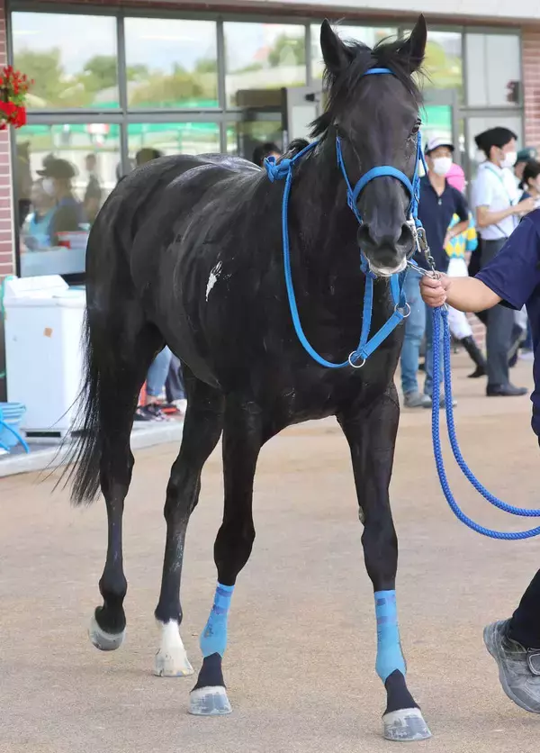 小倉ジャンプＳ出走予定だったブリエヴェールが疝痛のため死ぬ　出馬確定前に出走取消