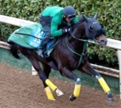 【中山記念】セイウンハーデスは追い切り翌日も元気いっぱい　橋口調教師「今回は前に壁を作って運ぶ形で」