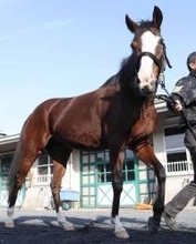 最少体重のアイドルホース　メロディーレーンが初子の牝馬を出産　子供の額には母そっくりの流星