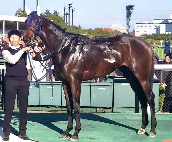 【注目馬動向・２歳】こうやまき賞１着のクールデイトナはシンザン記念で重賞挑戦