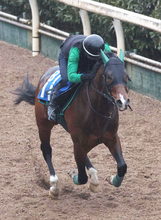 【注目馬動向】オーシャンＳ２着のレイピアは高松宮記念へ　プロキオンＳ３着のルシュヴァルドールはレグルスＳへ