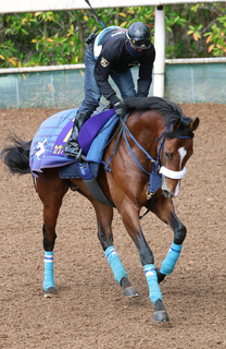 【皐月賞】最優秀２歳牡馬カヴァレリッツォは軽快で力強い脚取り　陣営「精神的にも少しずつ大人になってきました」